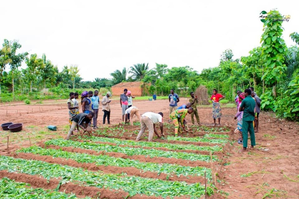 Une quinzaine de participants repiquent des jeunes plants sur des planches maraicheres en lignes.